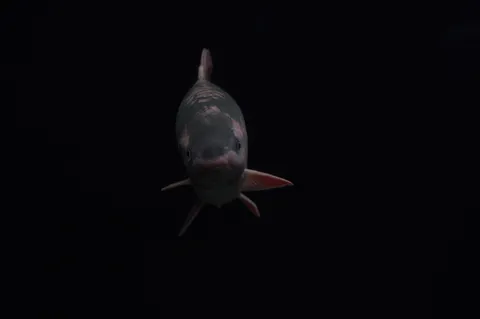 闇夜に潜む、静かなる眼差し