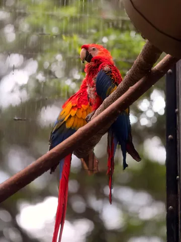 雨の中のカラフルな囁き