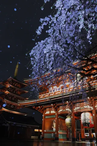 夜桜と朱色の祈り門