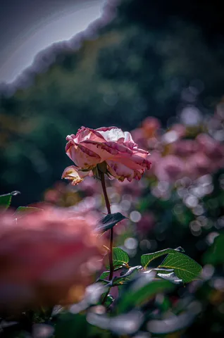 儚くも美しい、薔薇の横顔
