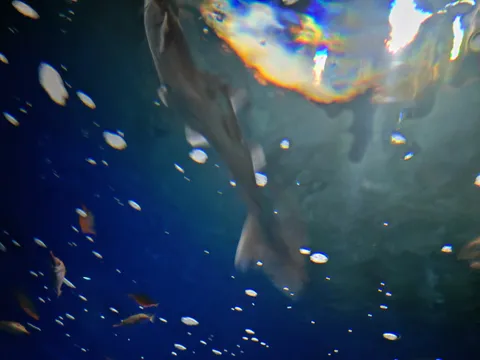 泡と魚たちの水中散歩