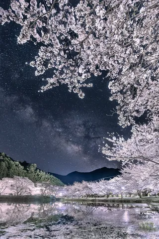 星降る夜の桜並木