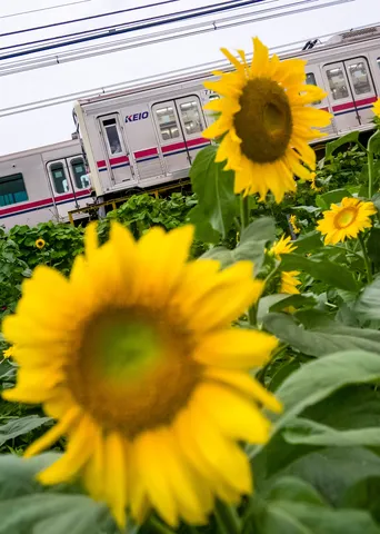 ひまわりと旅路