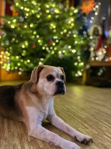 クリスマスの灯りと、見守るワンコ
