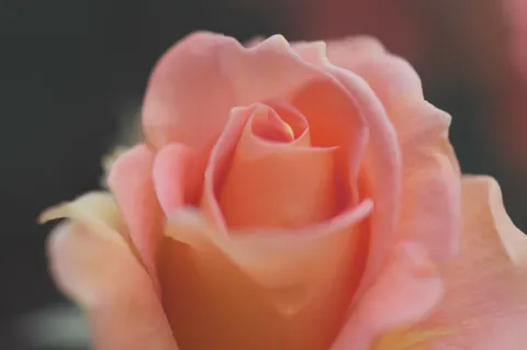 淡く咲くバラの芯