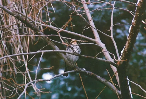 冬枯れの木に寄り添う鳥
