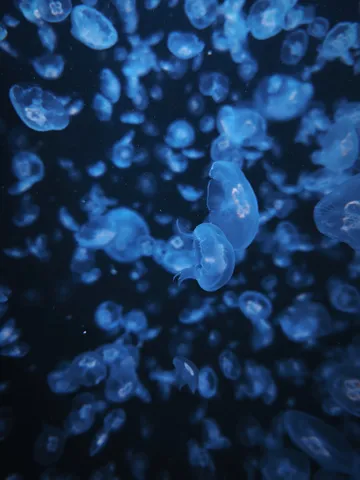 蒼い夢、クラゲの海