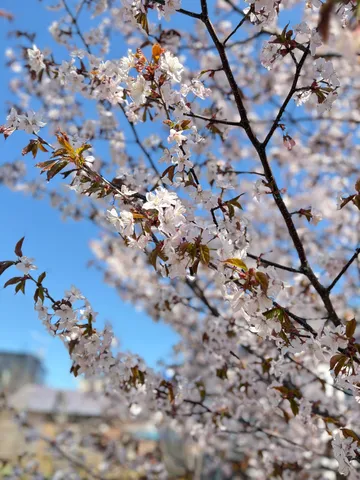 春の訪れ、淡い桜色の息吹