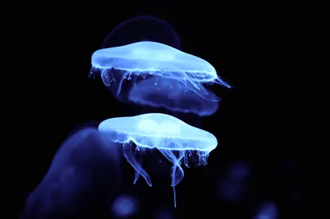 深海に揺れる蒼い光