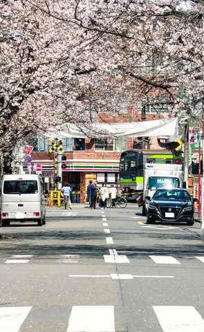 桜の下、電車は一時停止
