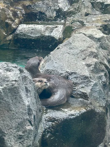 岩陰に潜む、流し目ラッコ？