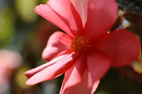 光を浴びるピンクの花