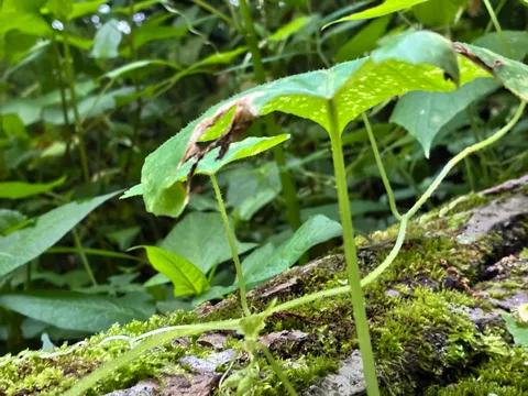 苔むす丸太と新芽の息吹