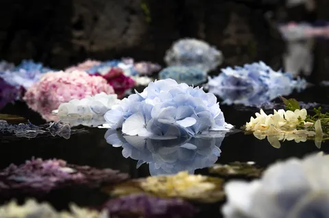 揺蕩う花影、水辺の夢