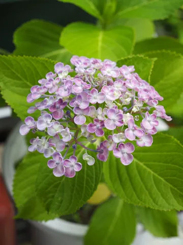 雨上がりの紫陽花、繊細なレース