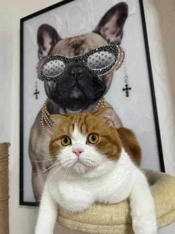 クールな犬とキュートな猫