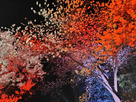 夜空に咲く七色の光