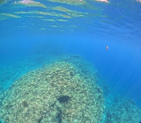海中散歩、不思議な生き物発見！