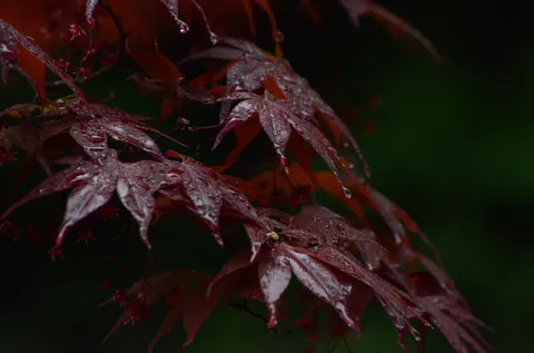 雨粒を宿す紅葉の詩