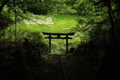緑深き森、静寂の鳥居
