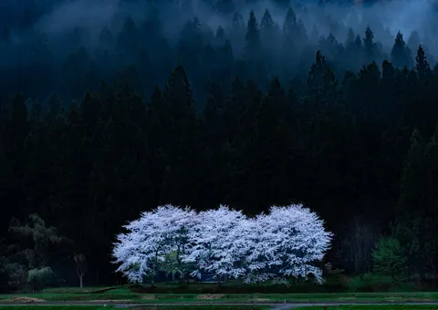 夜の森に咲く白い風景