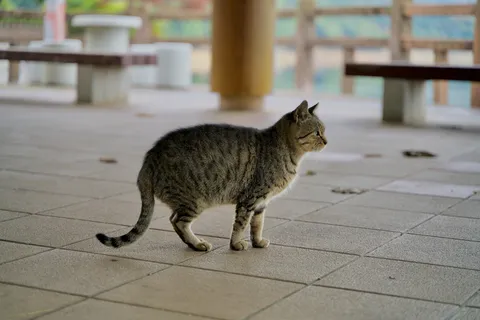 ふと、立ち止まる猫