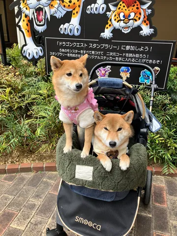ドラゴンクエストとわんこたち