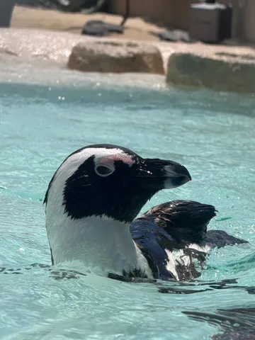 水辺のペンギン、クールな視線