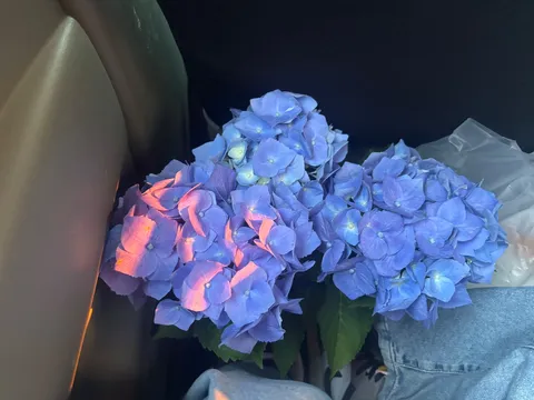 夕暮れに染まる紫陽花