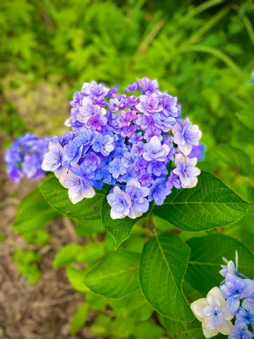 紫陽花の儚い美しさ