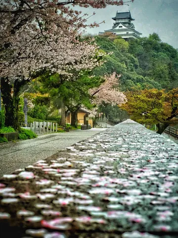 散りゆく桜と古城の静寂