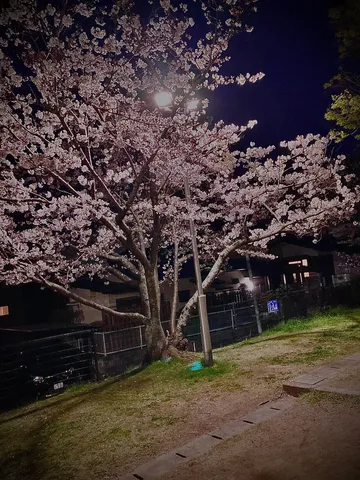 宵闇に浮かぶ桜