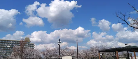 青空に浮かぶ雲と桜のコントラスト