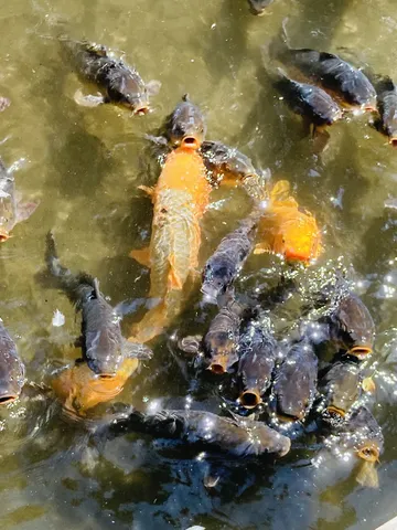 口を開けて押し寄せる魚たち