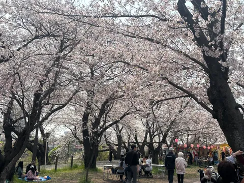 桜満開！人も満開！