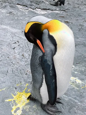 ペンギン、おやすみ中