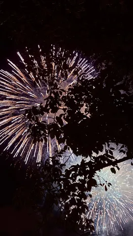 木陰から覗く、華麗なる夜空