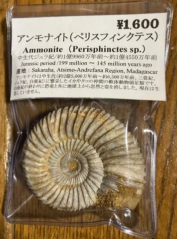 悠久の時を秘めたアンモナイト