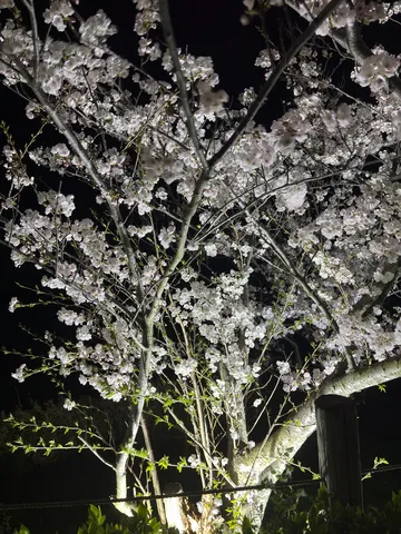 夜桜が照らす幻想的な世界