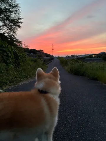夕暮れの小道と犬の背中