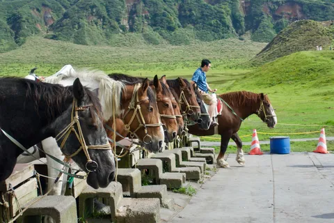 山を望む馬の列