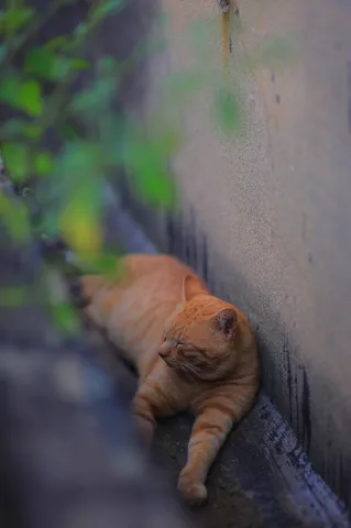 壁際の静かな眠り猫