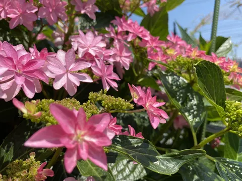 可憐なピンクの花びら、陽光きらめく