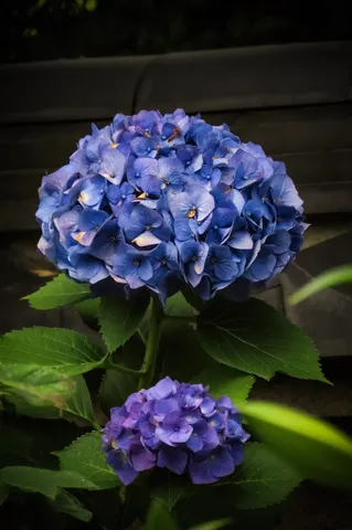 青い紫陽花、静かな雨粒