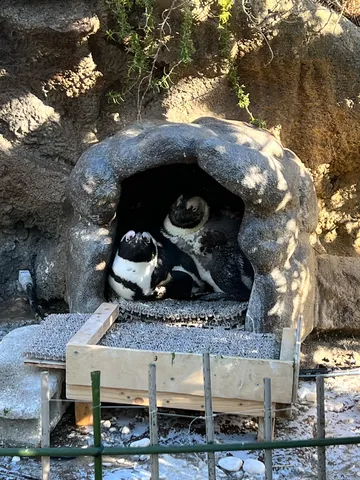 洞窟でひっそり、ペンギンファミリー