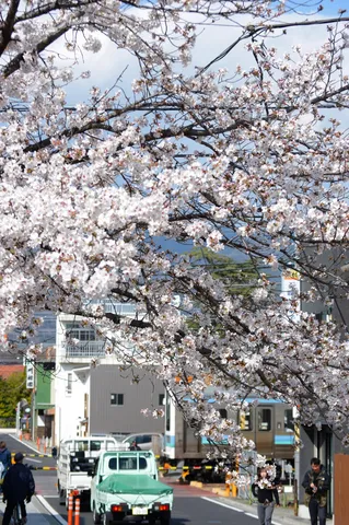 桜トンネル、下は今日も大忙し