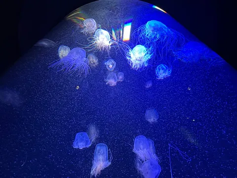 水中灯が浮かぶ箱庭