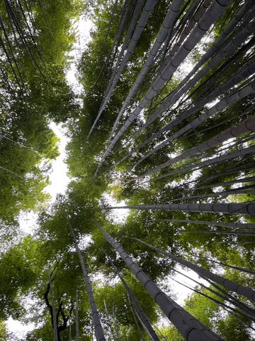 天へ伸びる竹林の静寂