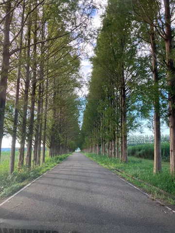 緑の道を包む風景