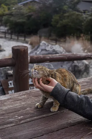 木陰のほっこり猫タイム
